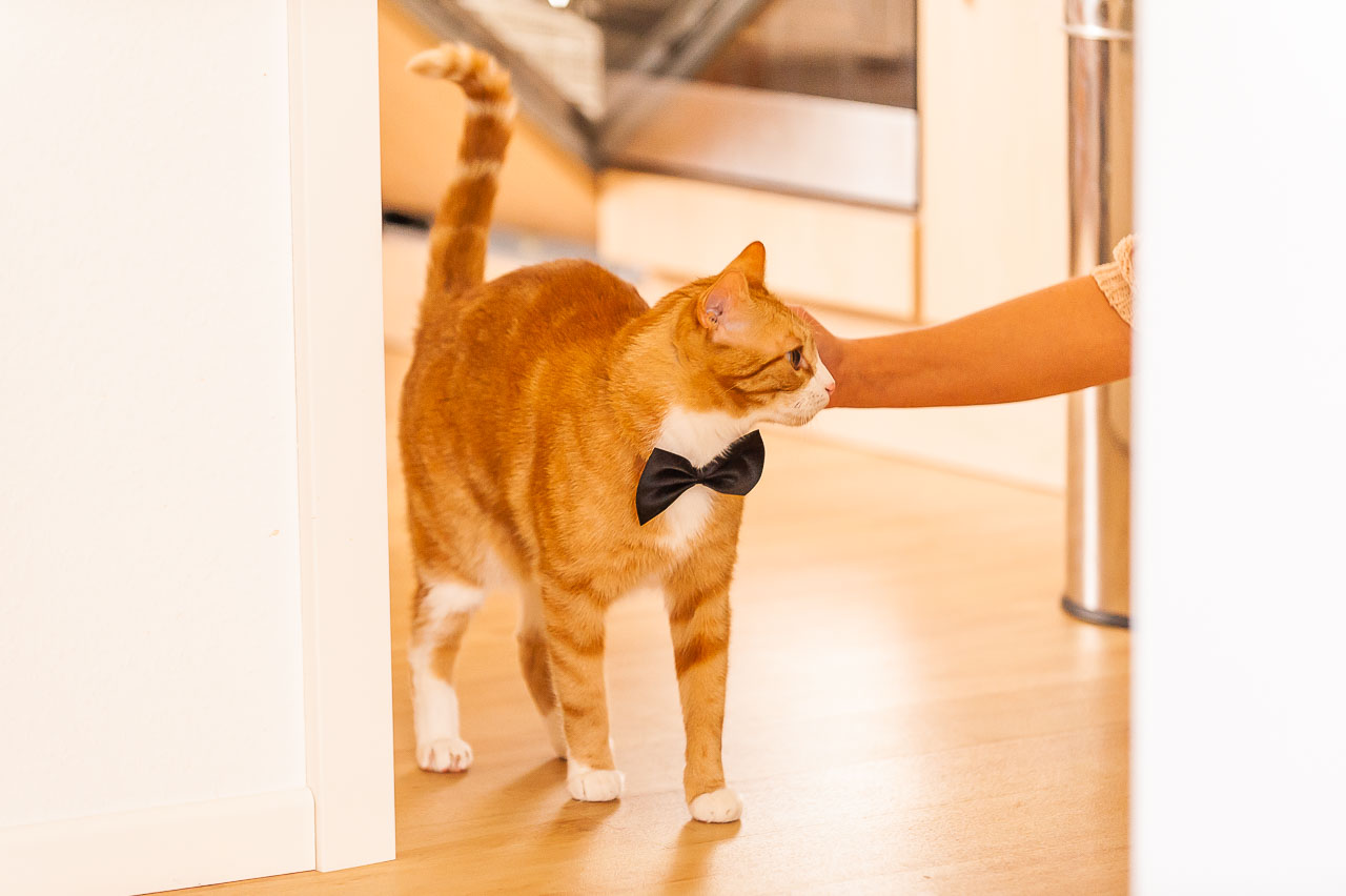 Ein eleganter, roter Kater mit Fliege, der zart gestreichelt wird. Die Szene vermittelt Waerme und Zuneigung, ideal fuer Katzenliebhaberinnen. Schoenes Detail!